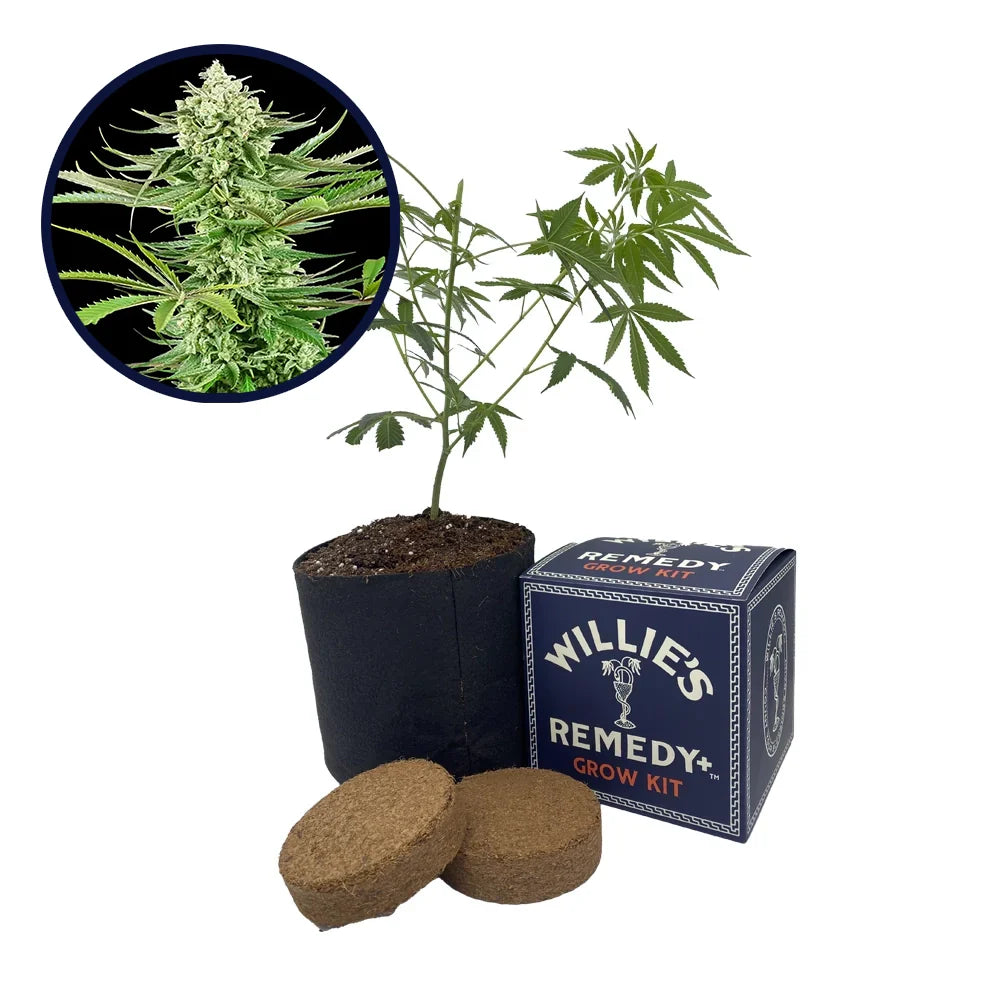 Malibu OG Strain Grow Kit