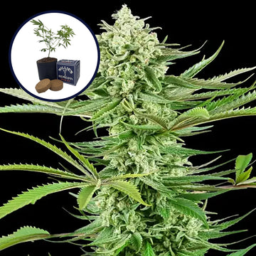 Malibu OG Grow Kit