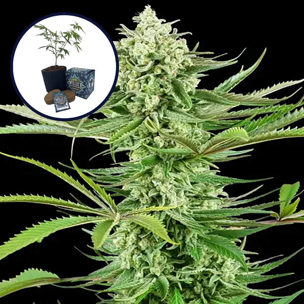 Malibu OG High Yield Grow Kit