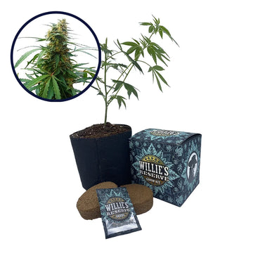 Mandarine 47 Strain High Yield Grow Kit