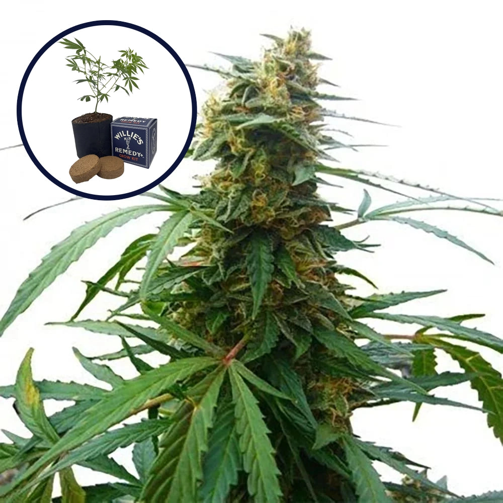 Mandarine 47 Grow Kit
