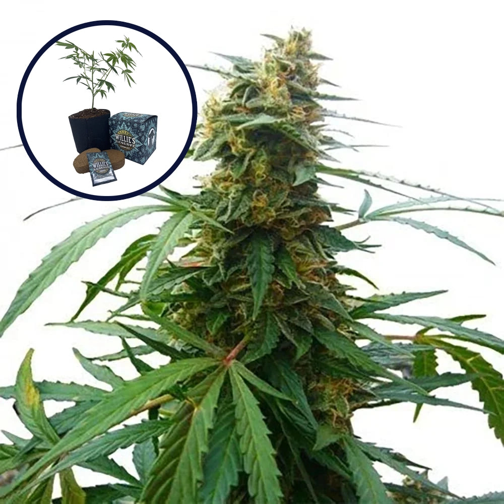 Mandarine 47 High Yield Grow Kit