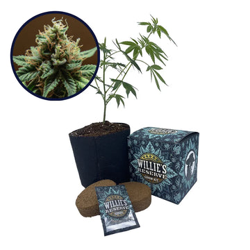 Mango Kush Strain High Yield Grow Kit