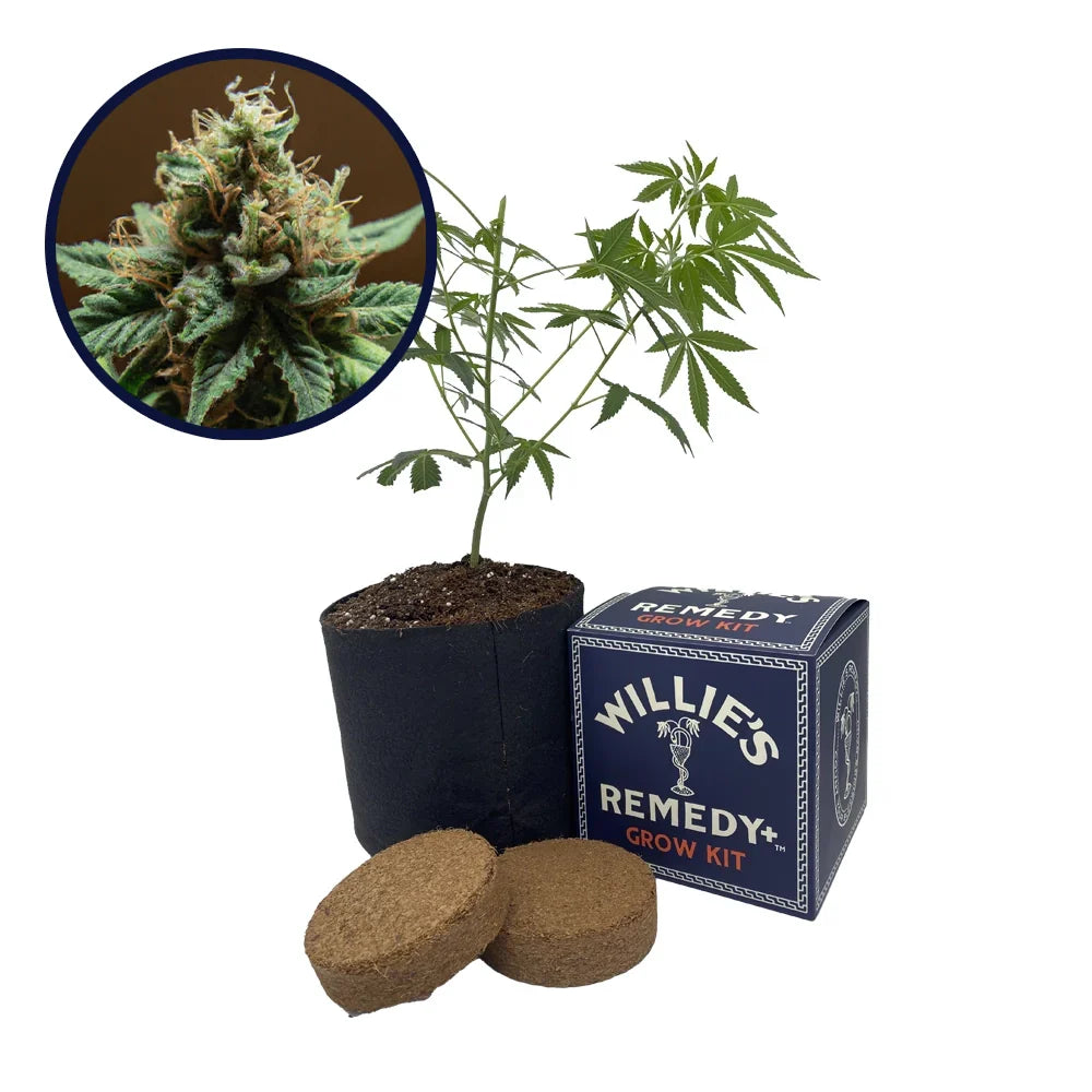 Mango Kush Strain Grow Kit