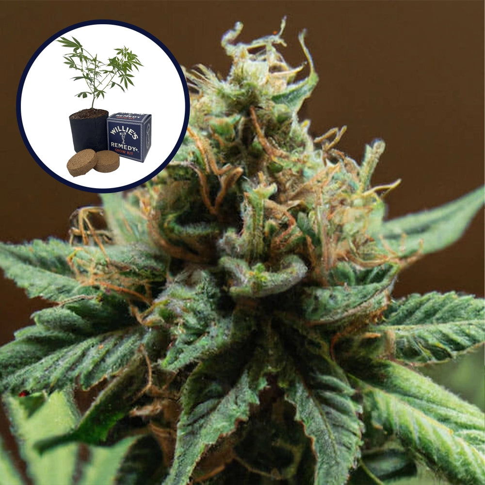 Mango Kush Grow Kit