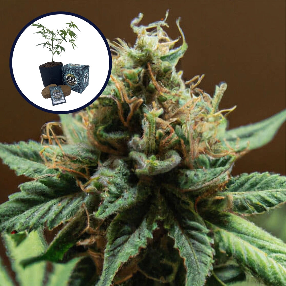 Mango Kush High Yield Grow Kit