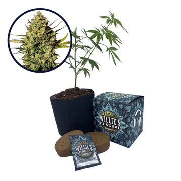 Master Kush Strain High Yield Grow Kit