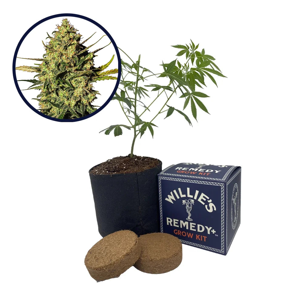 Master Kush Strain Grow Kit