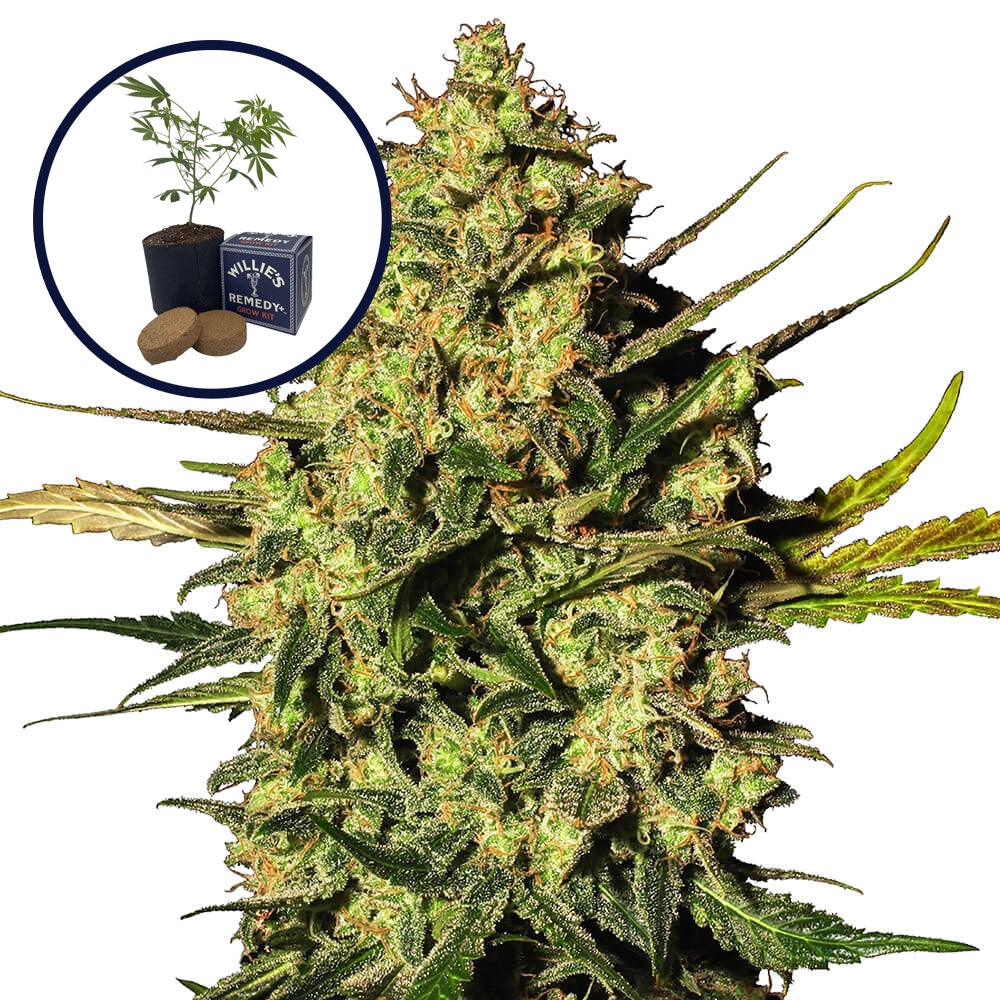 Master Kush Grow Kit