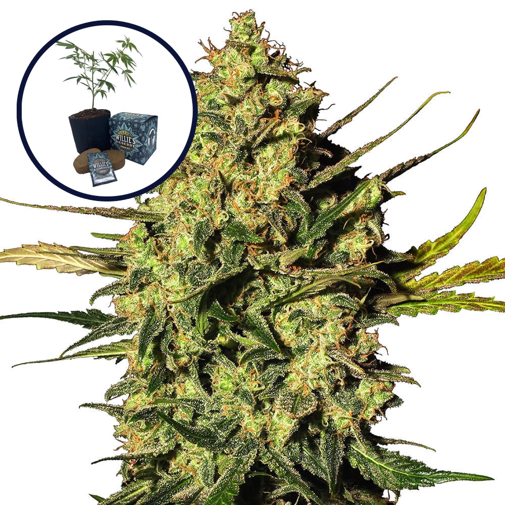 Master Kush High Yield Grow Kit