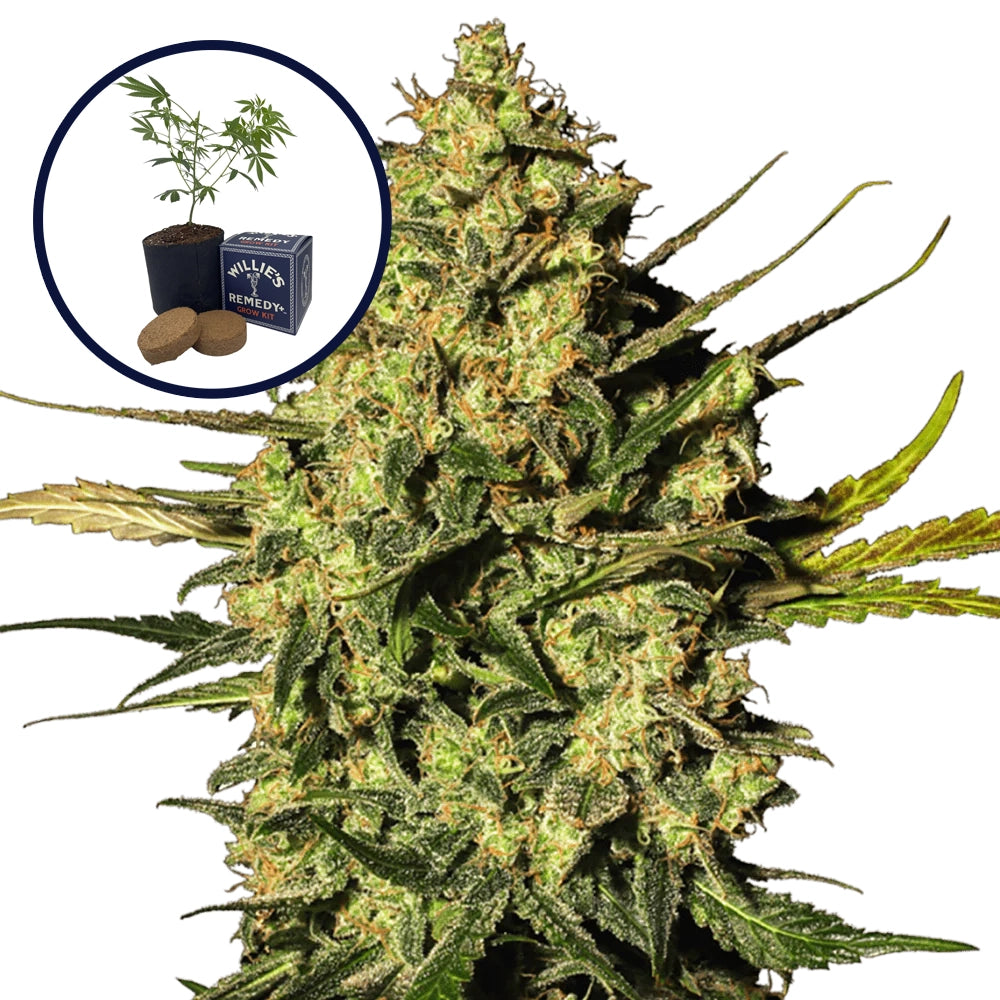 Master OG Grow Kit