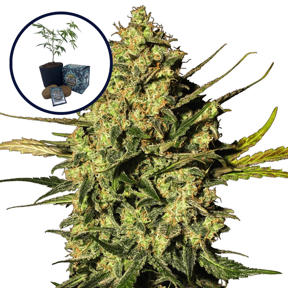 Master OG High Yield Grow Kit