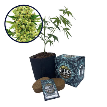 Maui Wowie Strain High Yield Grow Kit
