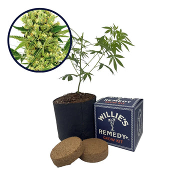 Maui Wowie Strain Grow Kit