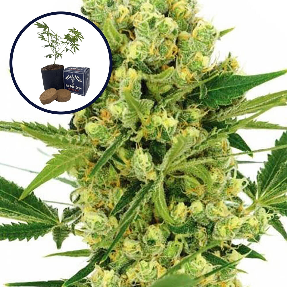 Maui Wowie Grow Kit