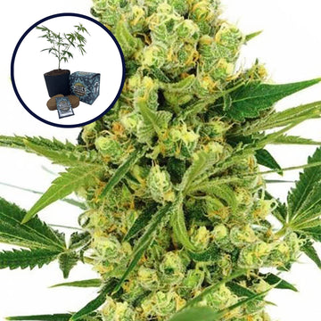 Maui Wowie High Yield Grow Kit