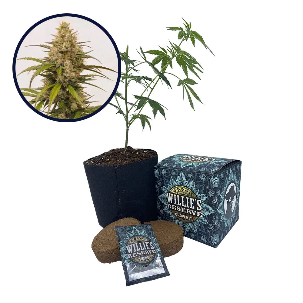 Melonade Strain High Yield Grow Kit