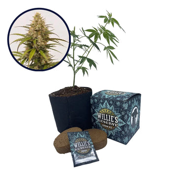 Melonade Strain High Yield Grow Kit