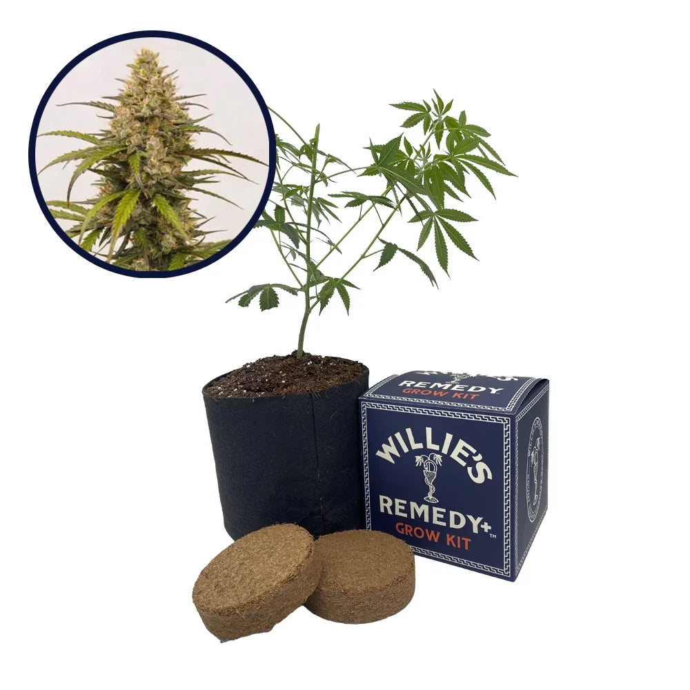 Melonade Strain Grow Kit