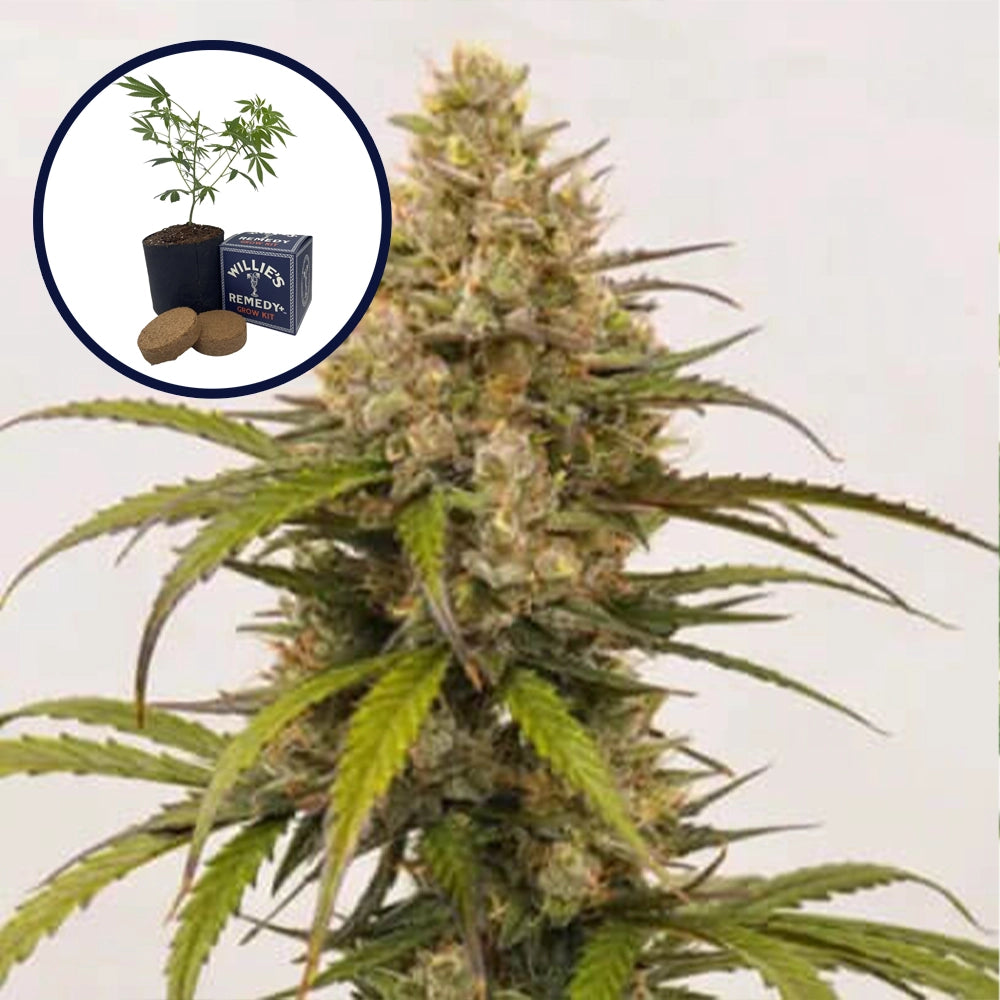 Melonade Grow Kit