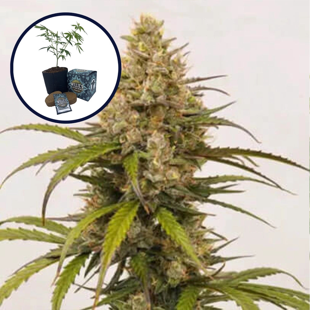 Melonade High Yield Grow Kit