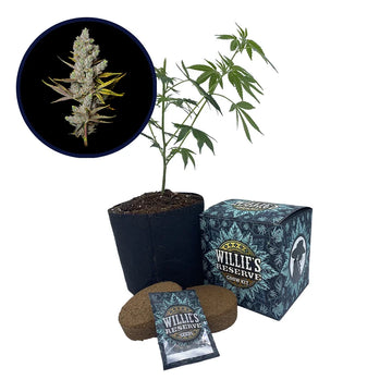 Member Berry Strain High Yield Grow Kit