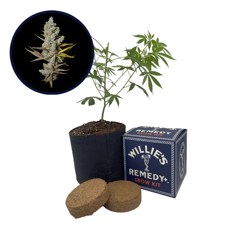 Member Berry Strain Grow Kit