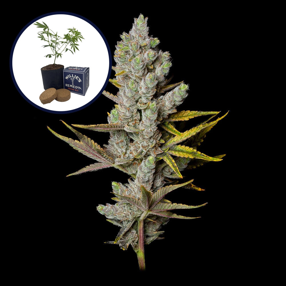 Member Berry Grow Kit