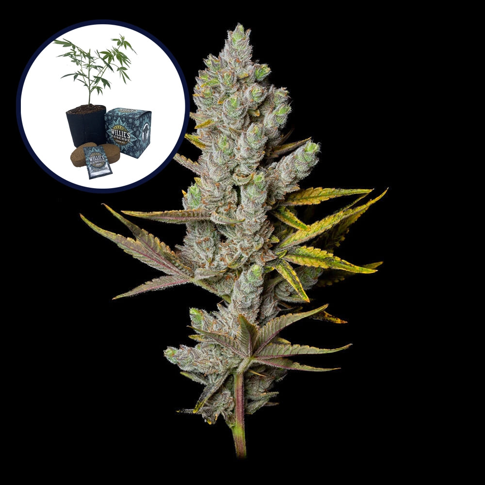 Member Berry High Yield Grow Kit