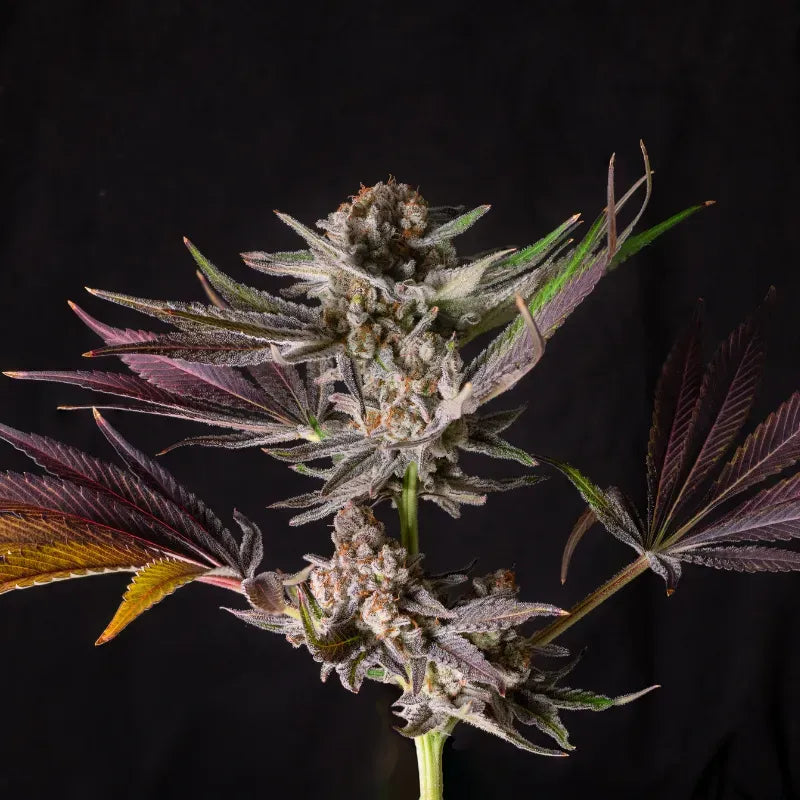 Mendo Breath Auto