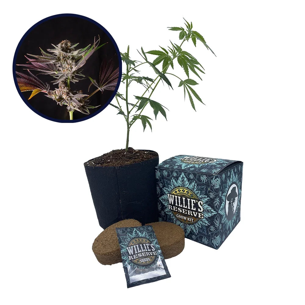 Mendo Breath Strain High Yield Grow Kit