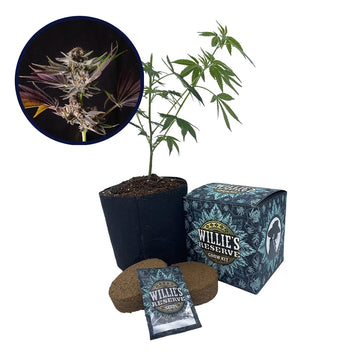 Mendo Breath Strain High Yield Grow Kit