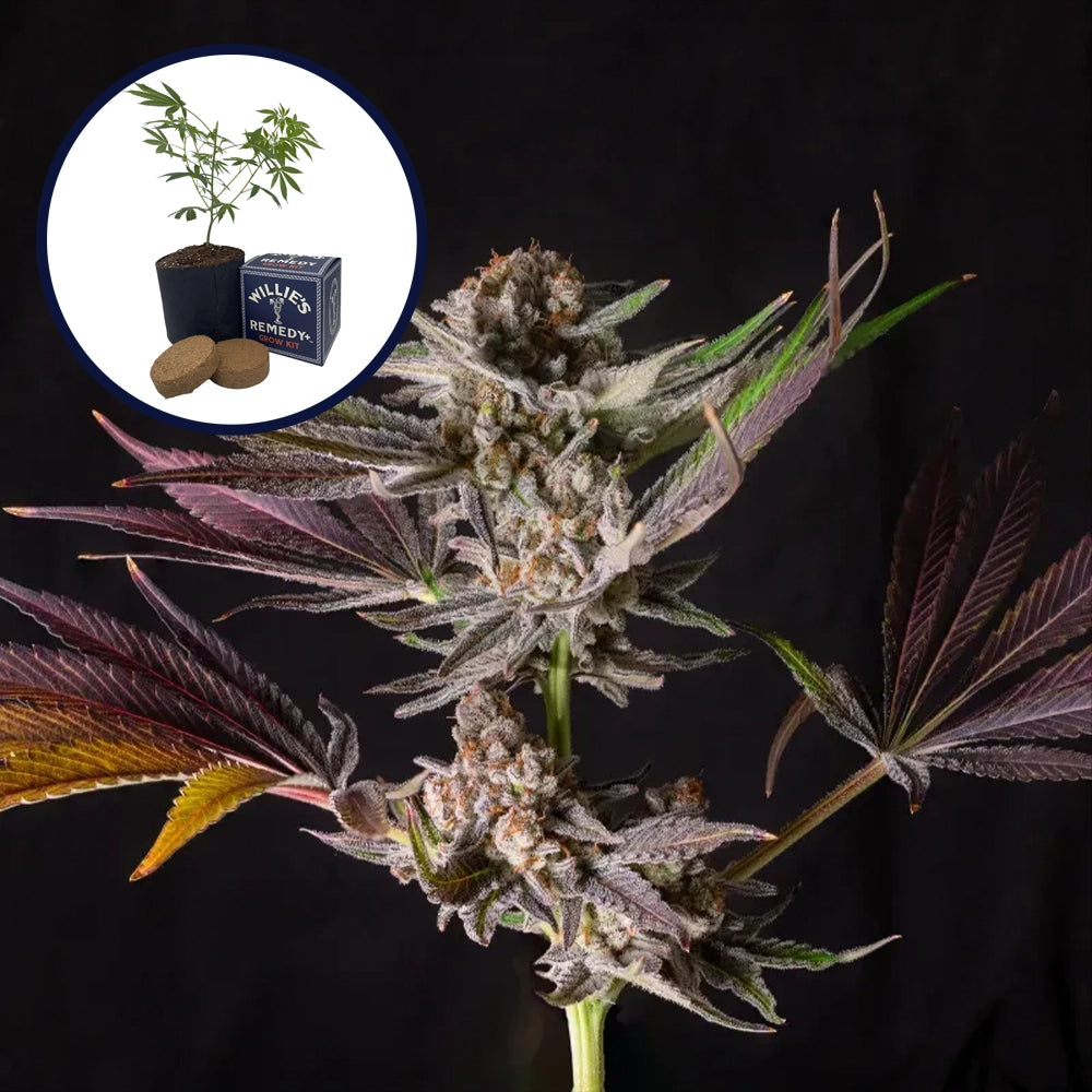 Mendo Breath Grow Kit