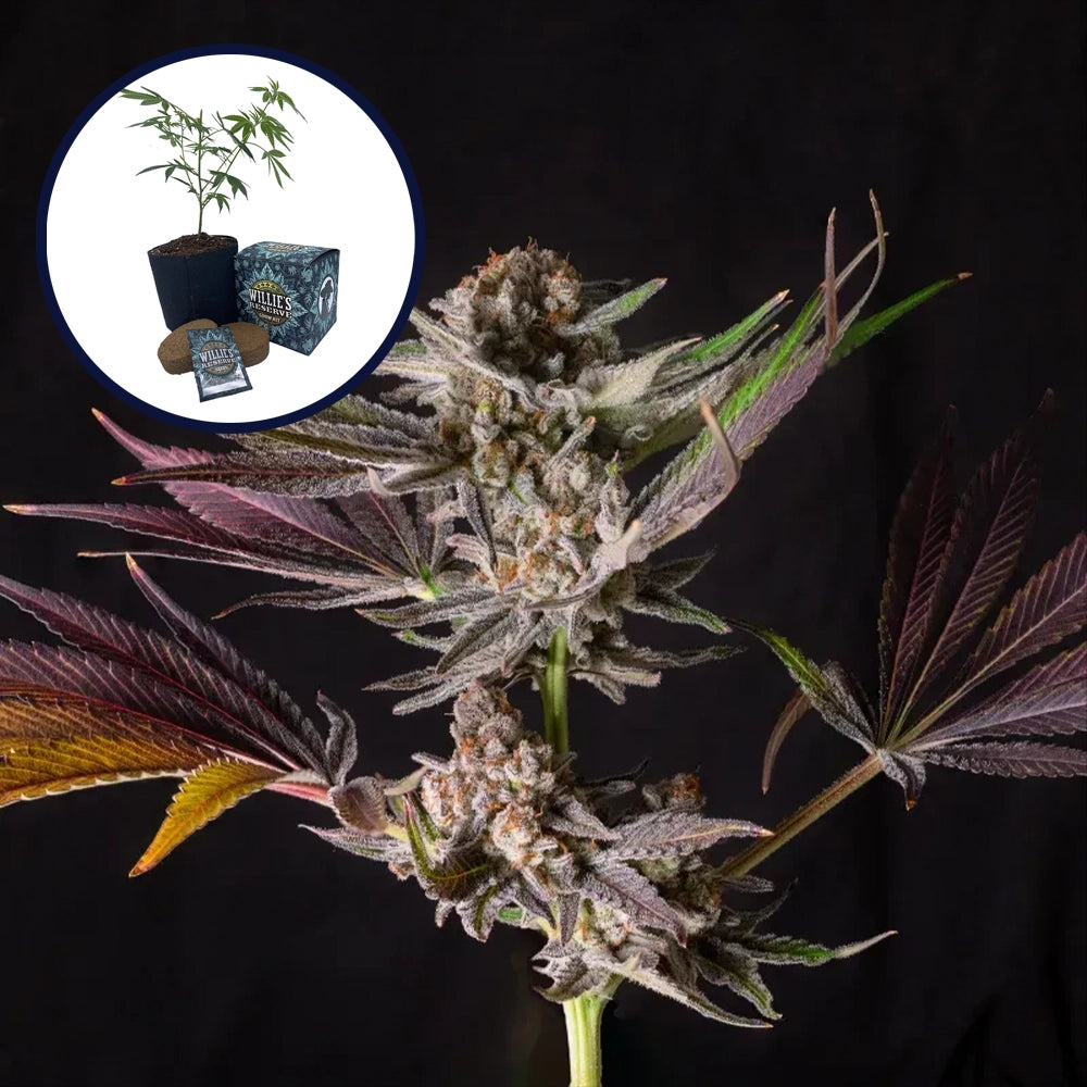 Mendo Breath High Yield Grow Kit