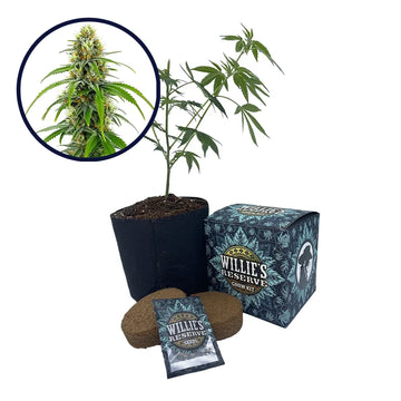 Moby Dick Strain High Yield Grow Kit