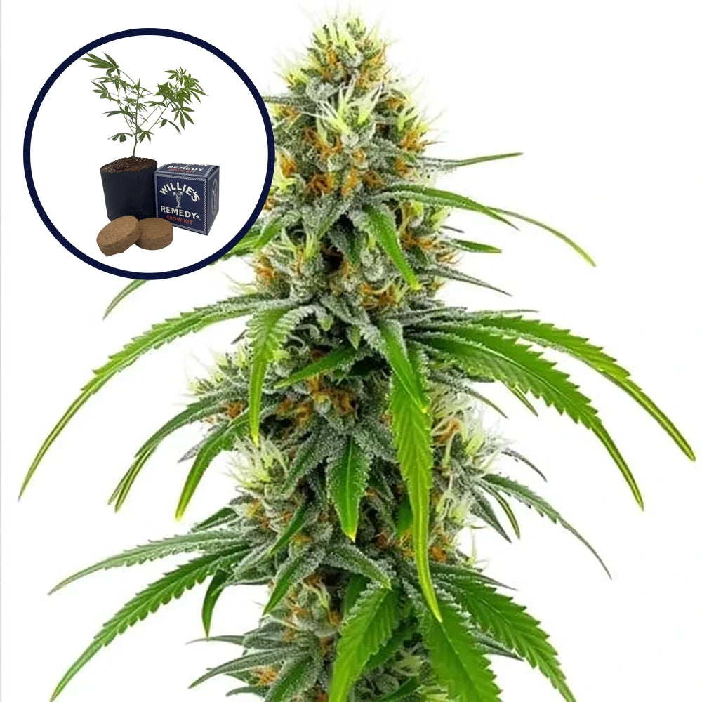 Moby Dick Grow Kit