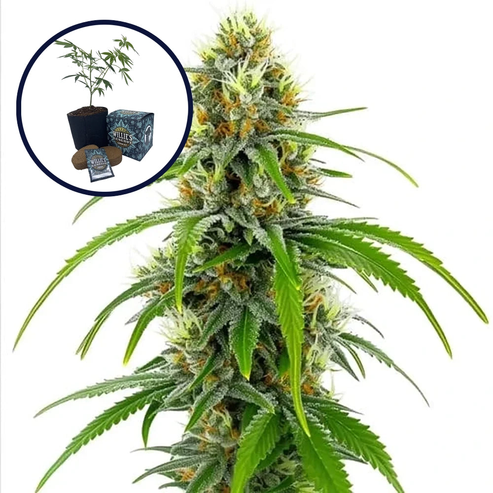 Moby Dick High Yield Grow Kit
