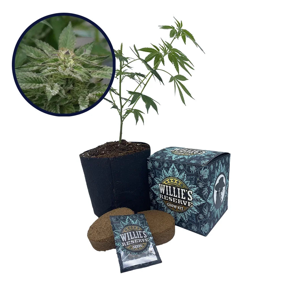 Motorbreath Strain High Yield Grow Kit
