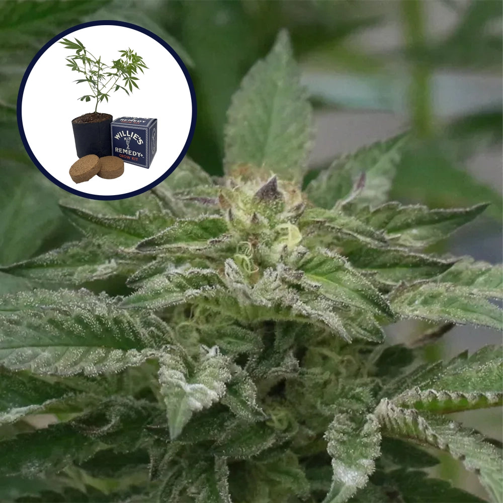 Motorbreath Grow Kit