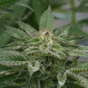 Motorbreath Auto