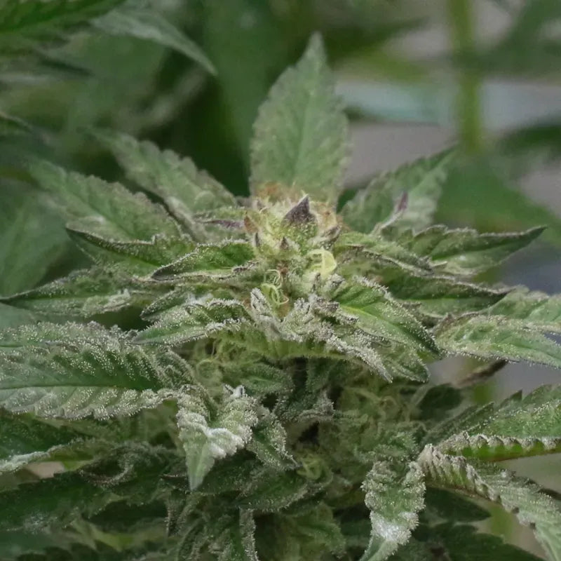 Motorbreath Auto