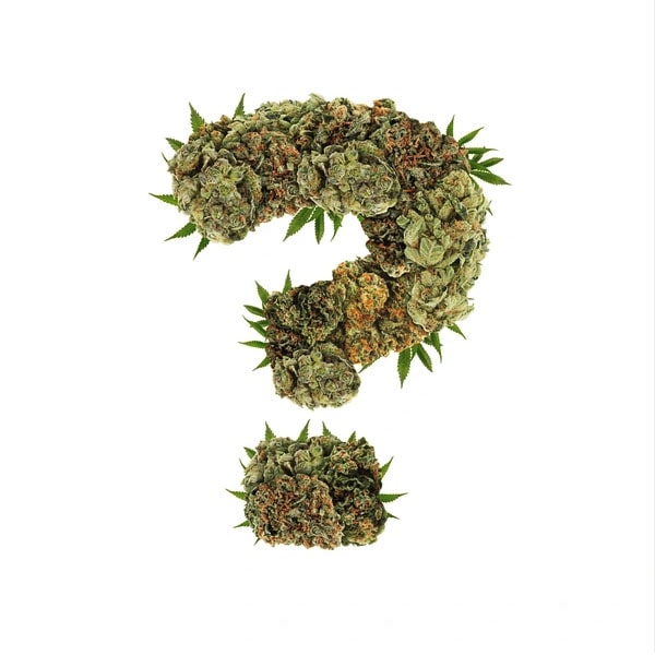Mystery Seeds