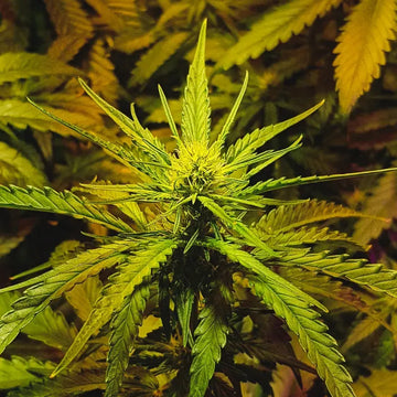 NYC Diesel