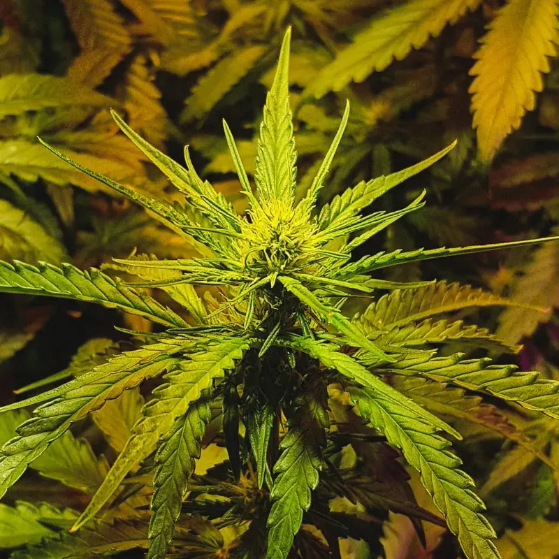 NYC Diesel Auto