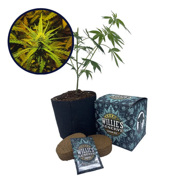 NYC Diesel Strain High Yield Grow Kit