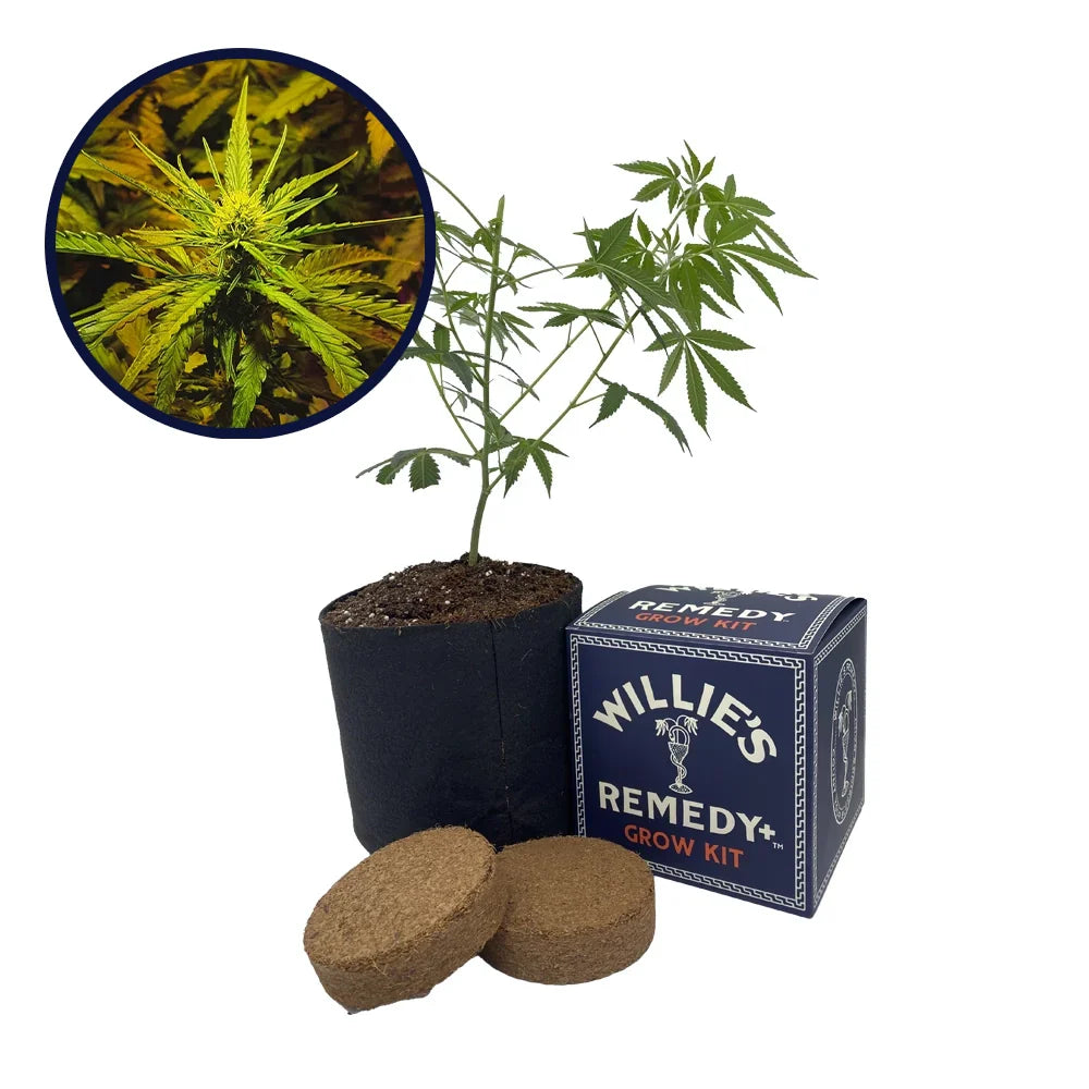 NYC Diesel Strain Grow Kit