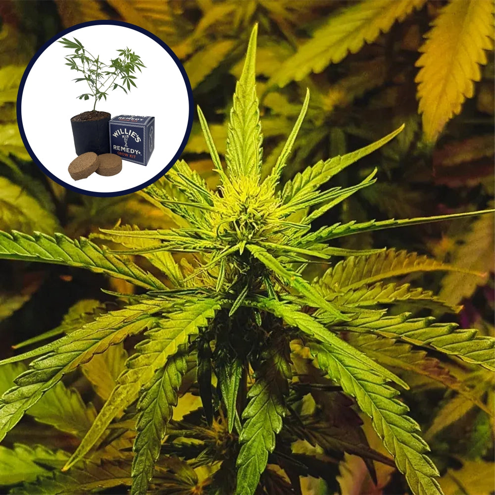 NYC Diesel Grow Kit