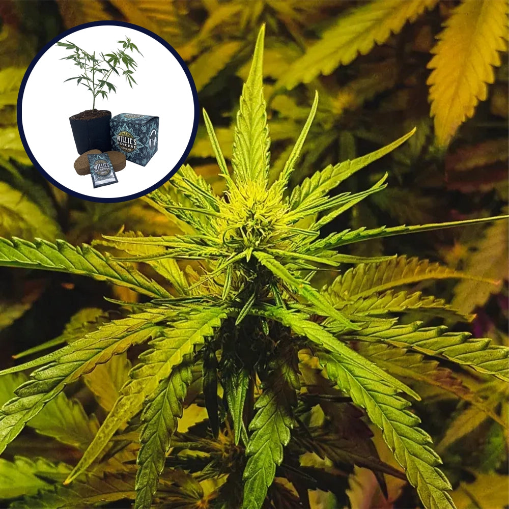 NYC Diesel High Yield Grow Kit
