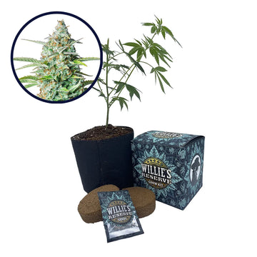 Northern Lights Strain High Yield Grow Kit