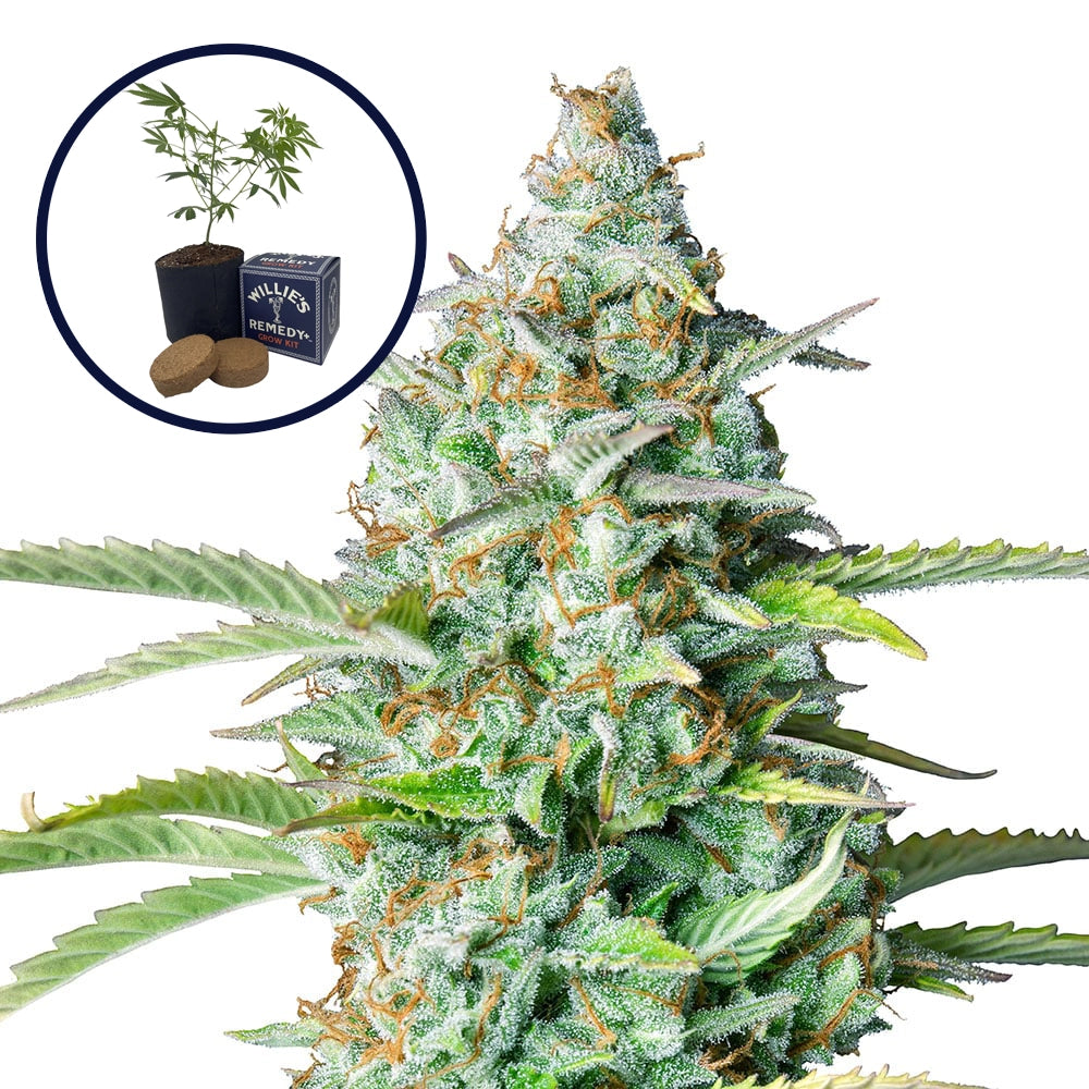 Northern Lights Grow Kit